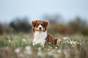 Hundefotografie-034