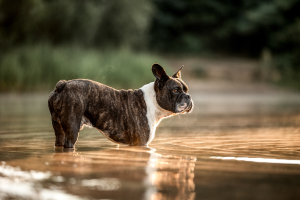 Hundefotografie-036