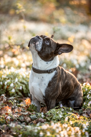 Hundefotografie-043