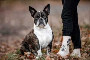 Hundefotografie-047