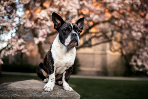 Hunde-0121