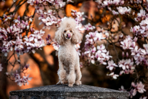 Hunde-0129