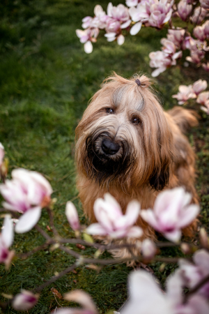 Hundefotografie-Magnolie-001