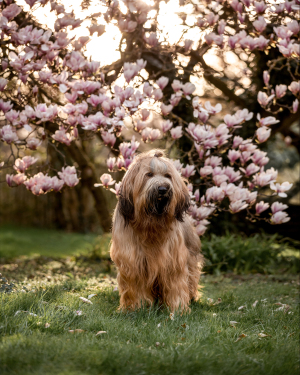 Hundefotografie-Magnolie-002