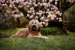 Hundefotografie-Magnolie-003