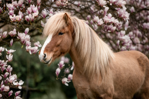 Pferdefotografie-Magnolie-002