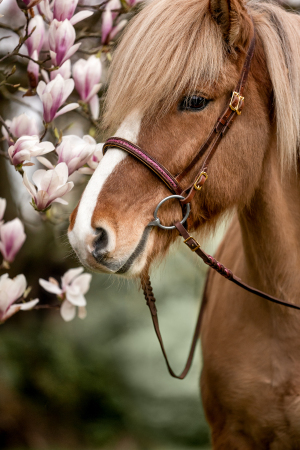 Pferdefotografie-Magnolie-005