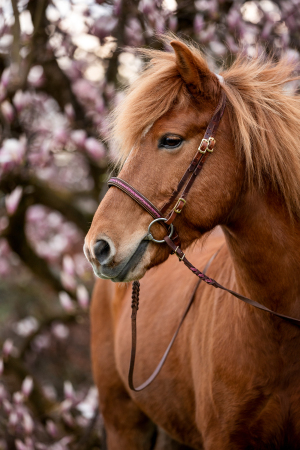 Pferdefotografie-Magnolie-010