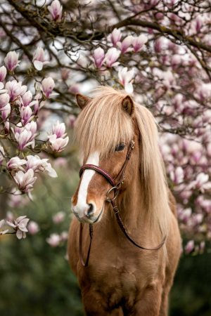 Pferdefotografie-Magnolie-011