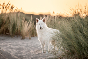 Hundefotografie-Meer-002