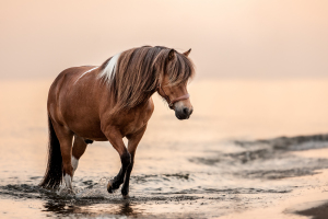 Pferdefotografie-Meer-001