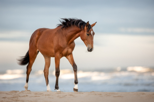 Pferdefotografie-Meer-045