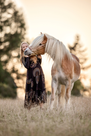 Haflinger