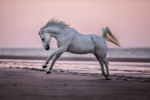 Connemara bei Sonnenuntergang am Strand in Renesse
