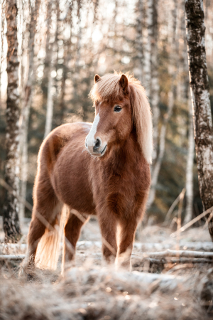 Isländer in einem Birkenwald