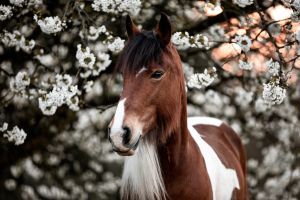 Tinker vor weißer Kirschblüte