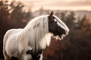Tinker bei Sonnenuntergang am Waldesrand