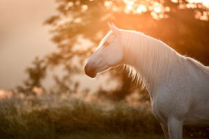 PRE im nebligen Morgenlicht in Rheinbach