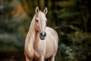 PRE-Stute im Wald