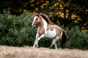 Painthorse im Galopp auf einer Weide in Bonn