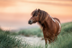 Isländer zwischen Dünen am Strand
