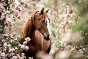 Quarterhorse in rosa Apfelplantage in Alfter