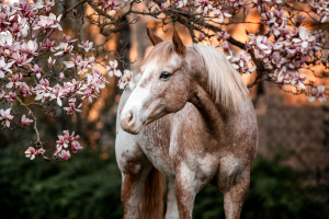 Painthorse vor Magnolienbaum