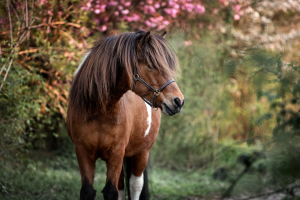 Isländer vor rosa Kirschblüte