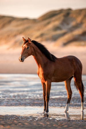 Pferdefotografie-003
