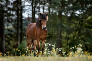 Pferdefotografie-005