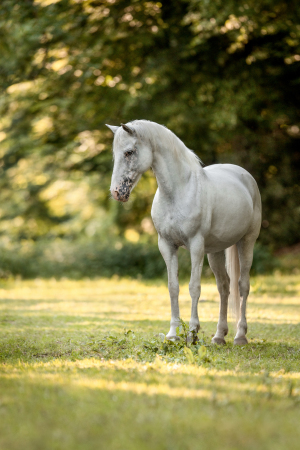 Pferdefotografie-006