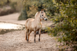 Pferdefotografie-007