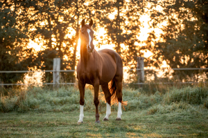 Pferdefotografie-009