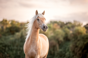 Pferdefotografie-011