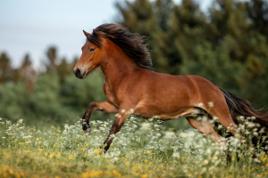Pferdefotografie-012
