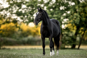 Pferdefotografie-013