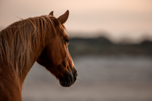 Pferdefotografie-015