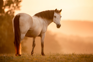 Pferdefotografie-016