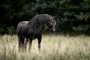 Pferdefotografie-017