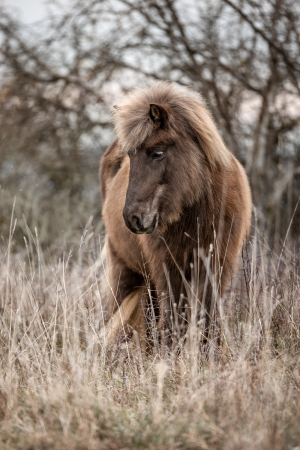 Pferdefotografie-018