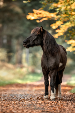 Pferdefotografie-020