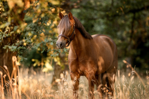 Pferdefotografie-021