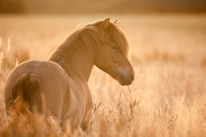 Pferdefotografie-022
