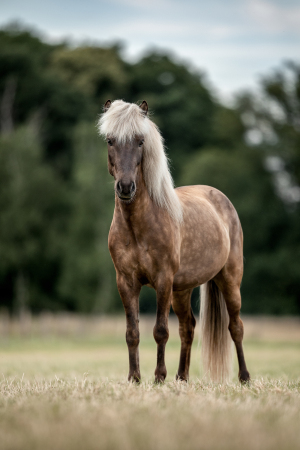 Pferdefotografie-025