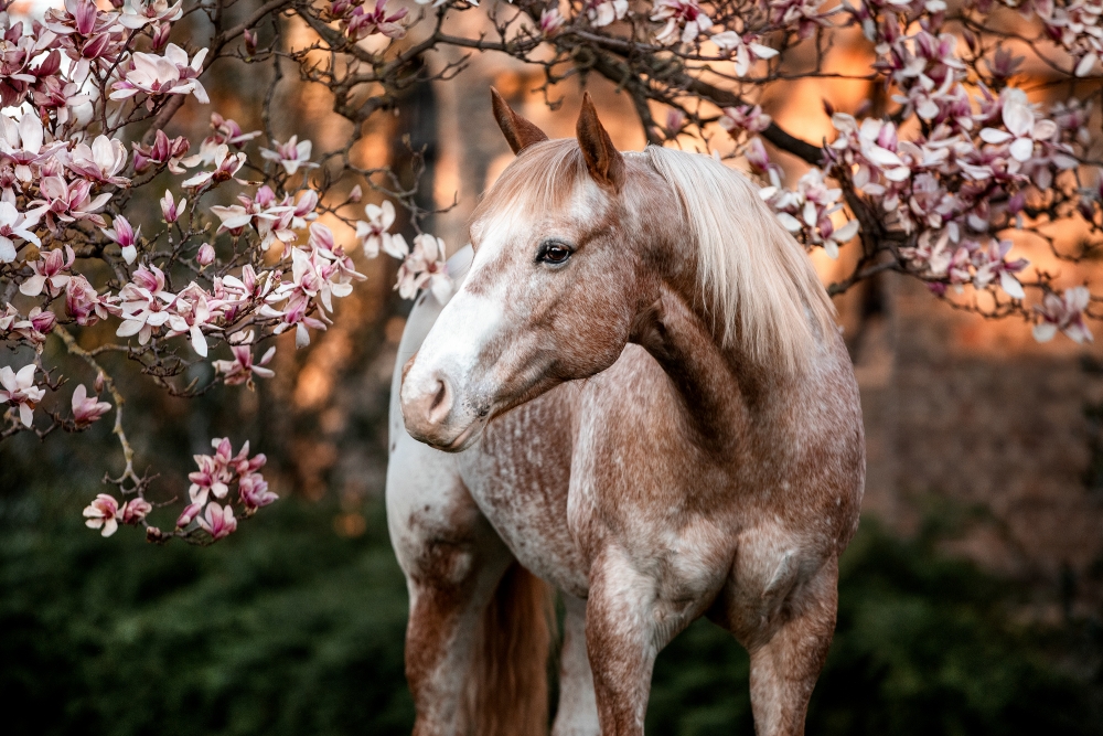 Painthorse vor Magnolienbaum