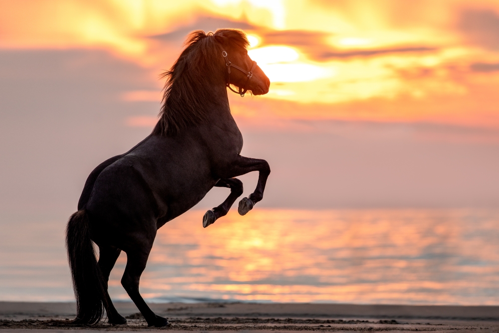 Isländer am Strand von Renesse