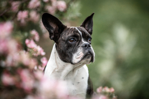 Hunde-0101