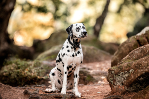 Hunde-0022