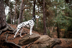 Hunde-0024