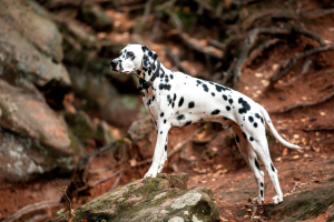 Hunde-0025